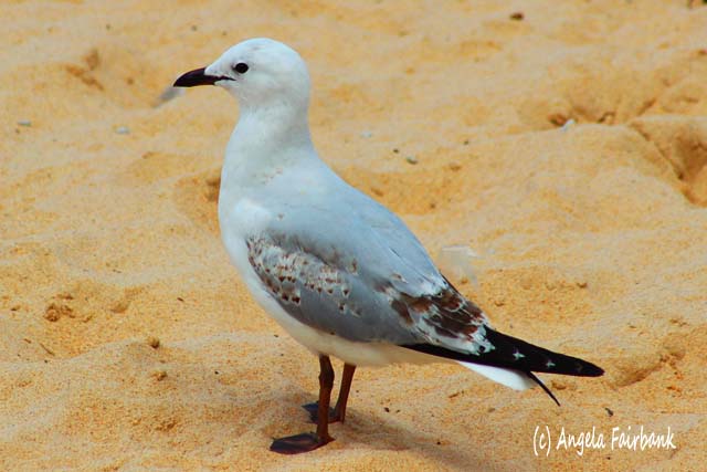 Sydney, Australia, copyright Angela Fairbank