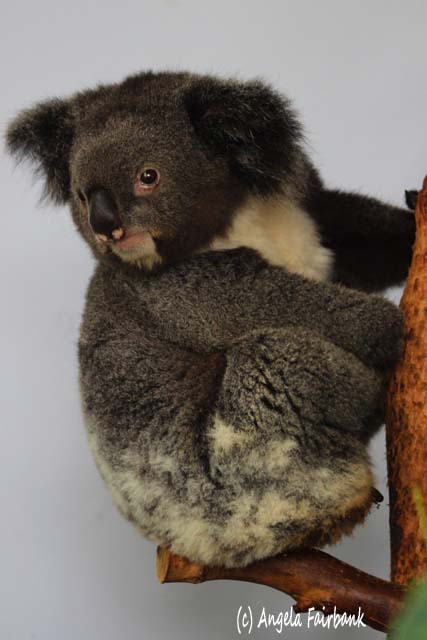 Sydney, Australia, copyright Angela Fairbank