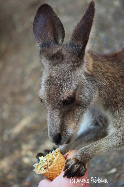 Sydney, Australia, copyright Angela Fairbank