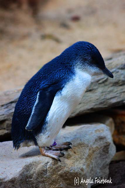 Sydney, Australia, copyright Angela Fairbank