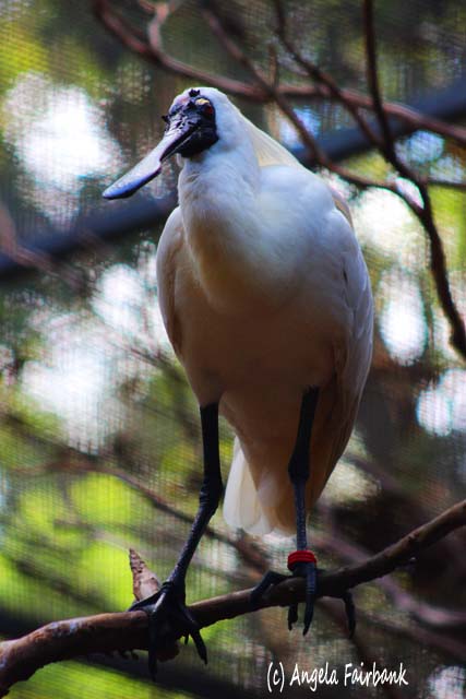 Sydney, Australia, copyright Angela Fairbank
