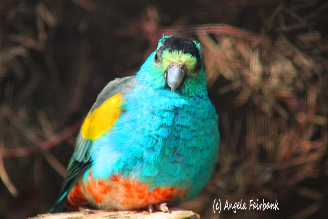 Sydney, Australia, copyright Angela Fairbank
