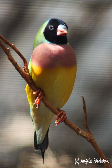 Sydney, Australia, copyright Angela Fairbank