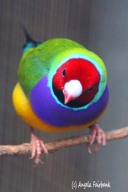 Sydney, Australia, copyright Angela Fairbank