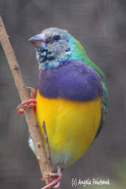Sydney, Australia, copyright Angela Fairbank