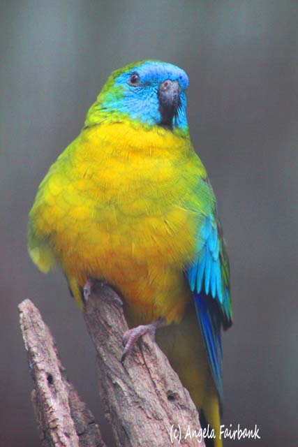 Sydney, Australia, copyright Angela Fairbank