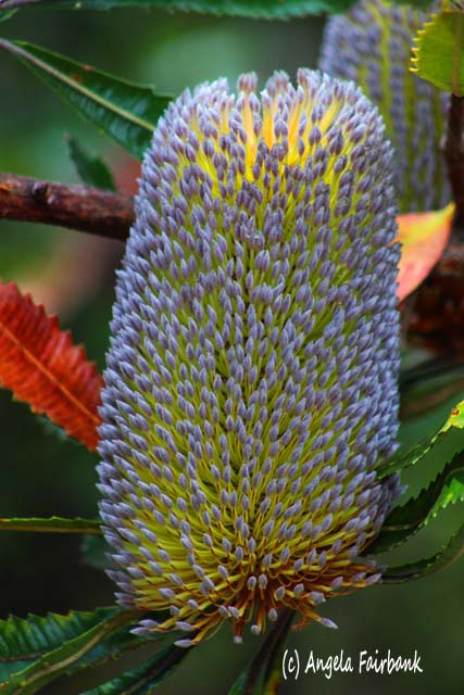 Sydney, Australia, copyright Angela Fairbank