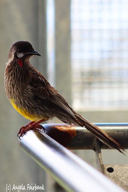 Sydney, Australia, copyright Angela Fairbank