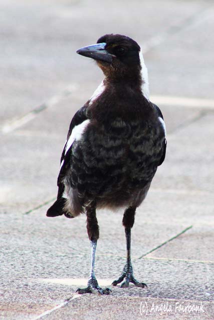 Sydney, Australia, copyright Angela Fairbank