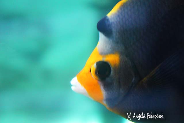 Sydney, Australia, copyright Angela Fairbank