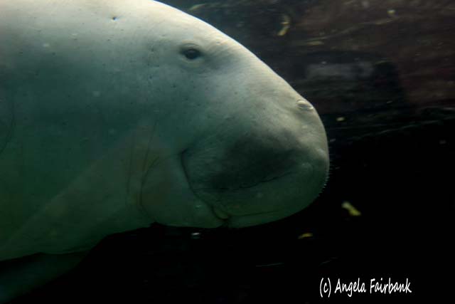 Sydney, Australia, copyright Angela Fairbank