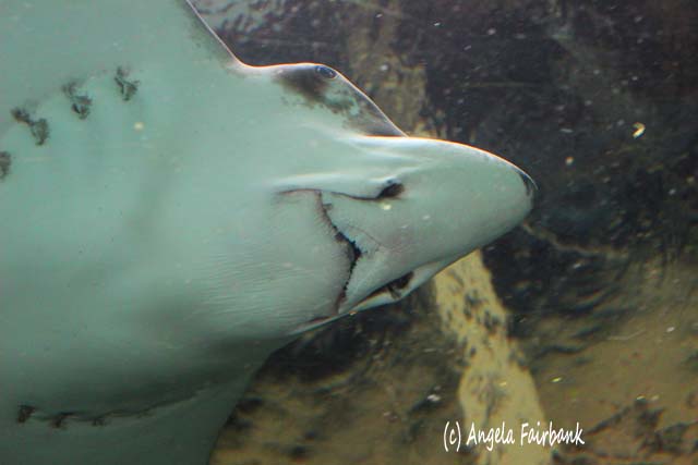 Sydney, Australia, copyright Angela Fairbank