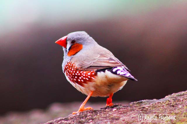 Sydney, Australia, copyright Angela Fairbank