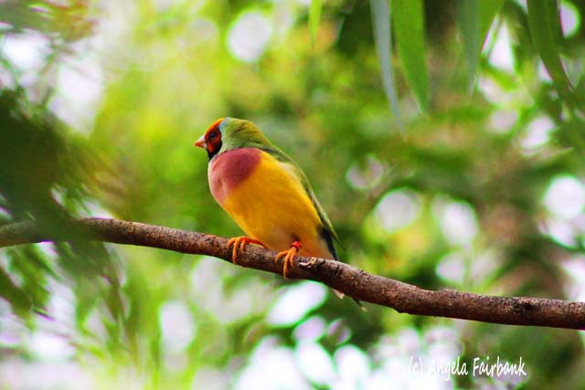 Sydney, Australia, copyright Angela Fairbank