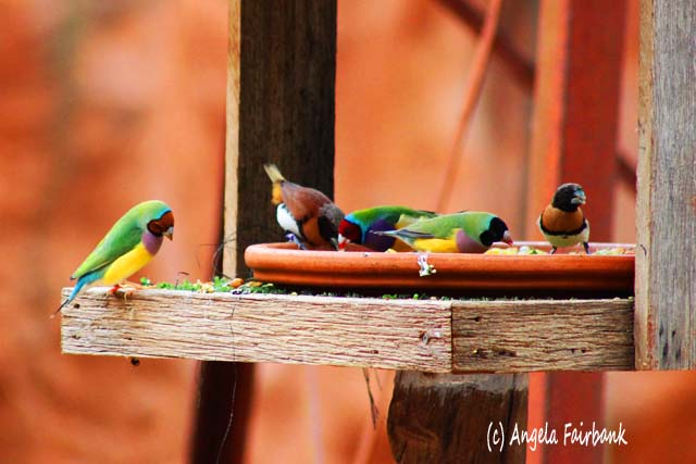 Sydney, Australia, copyright Angela Fairbank