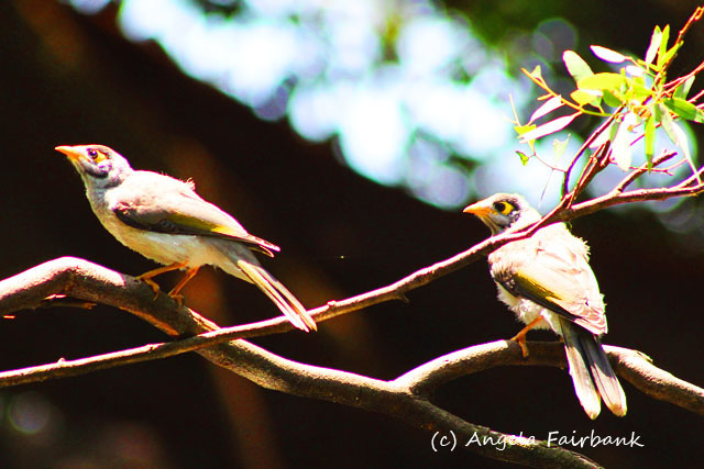 Sydney, Australia, copyright Angela Fairbank