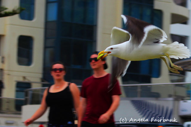 Tauranga, New Zealand, copyright Angela Fairbank