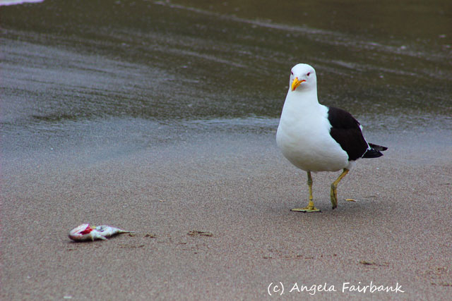 Tauranga, New Zealand, copyright Angela Fairbank