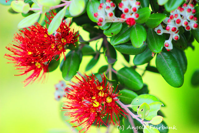 Tauranga, New Zealand, copyright Angela Fairbank