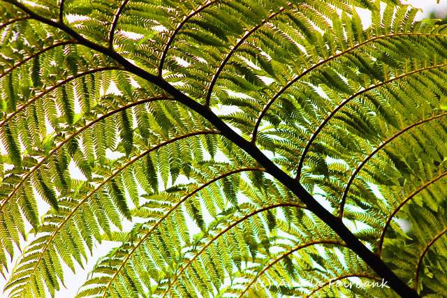 Tauranga, New Zealand, copyright Angela Fairbank