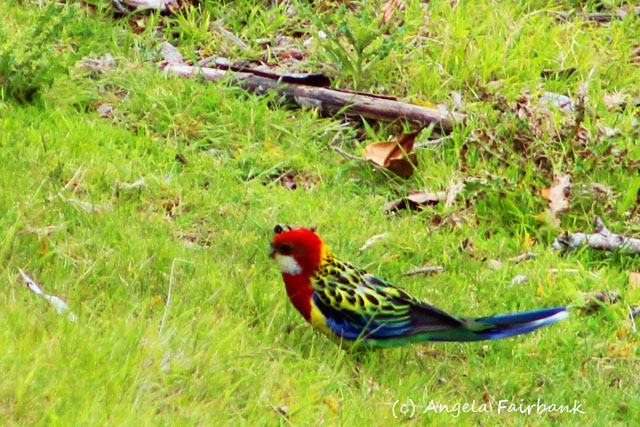 Tauranga, New Zealand, copyright Angela Fairbank