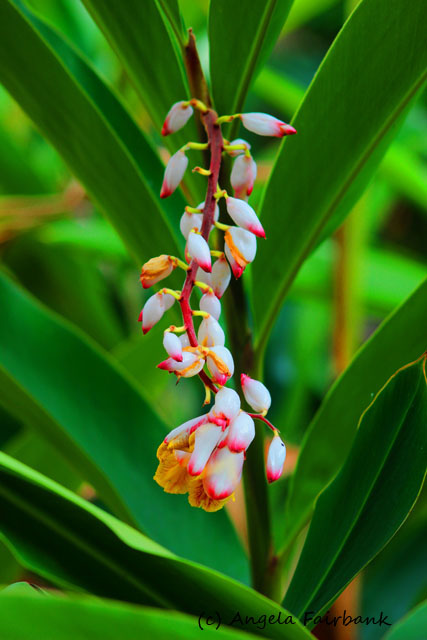 Vila, Vanuatu, copyright Angela Fairbank