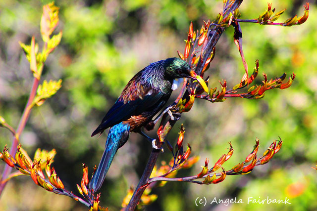 Wellington, New Zealand, copyright Angela Fairbank