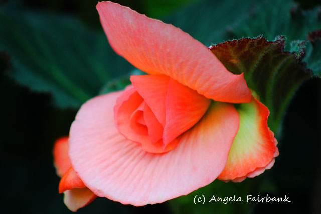 Wellington, New Zealand, copyright Angela Fairbank