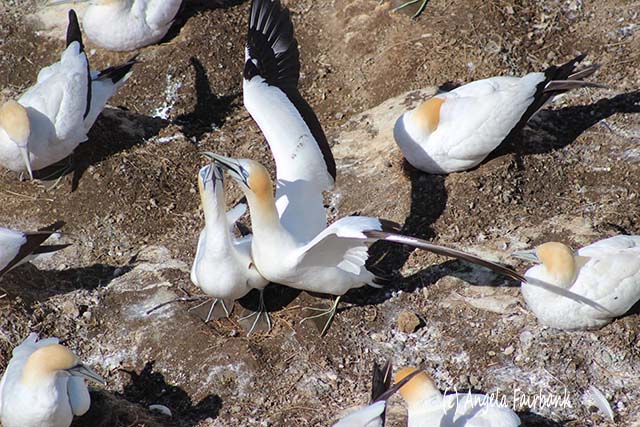 Gannet colony, Auckland, New Zealand, copyright Angela Fairbank