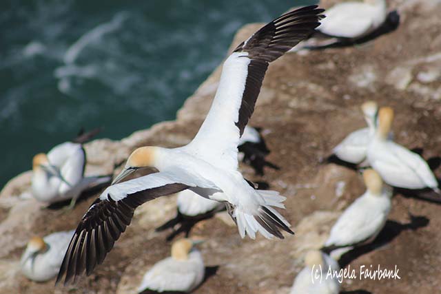 Gannets, Auckland, New Zealand, copyright Angela Fairbank