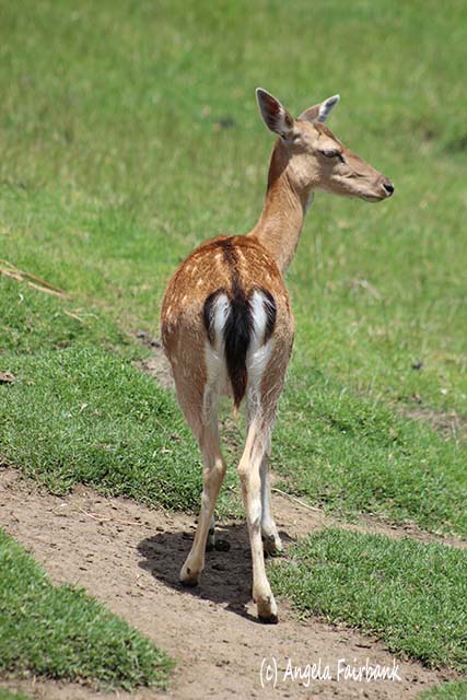 Doe, a deer, a female deer, Auckland, New Zealand, copyright Angela Fairbank