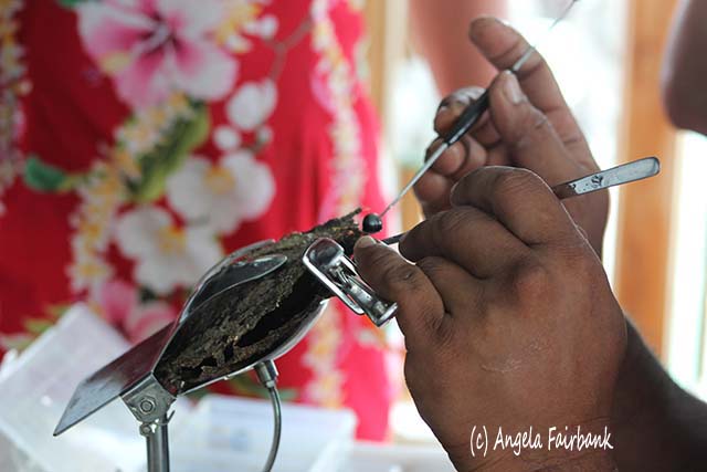Black pearl grafting, Raiatea, French Polynesia, copyright Angela Fairbank