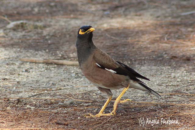Indian minah bird, Raiatea, French Polynesia, copyright Angela Fairbank