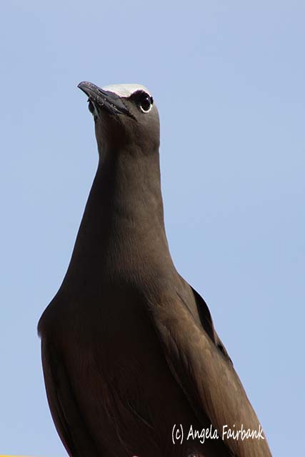 brown booby, Raiatea, French Polynesia, copyright Angela Fairbank