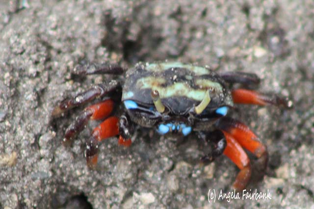crab, Bora Bora, French Polynesia, copyright Angela Fairbank
