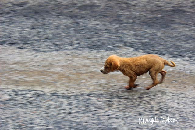 Puppy, Moorea, French Polynesia, copyright Angela Fairbank