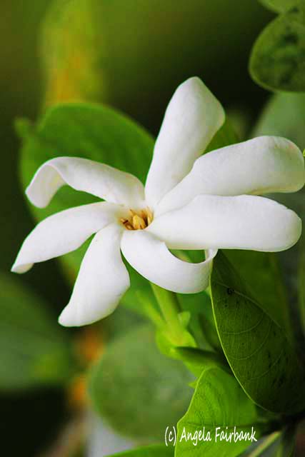 Tiare, Tahiti, French Polynesia, copyright Angela Fairbank