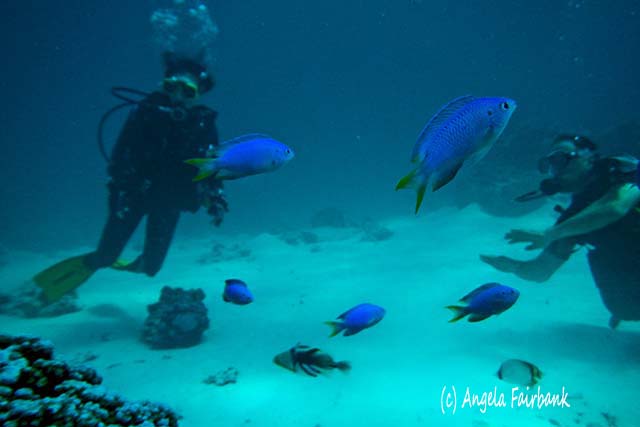 Hiroko, John and fish, scuba diving in Bora Bora, French Polynesia, copyright Angela Fairbank