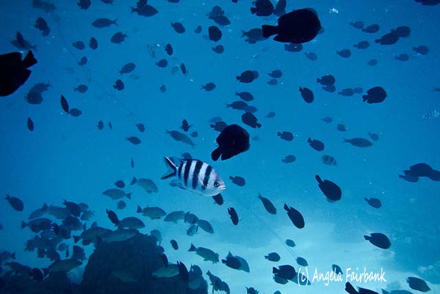 Fish while scuba diving in Bora Bora, French Polynesia, copyright Angela Fairbank