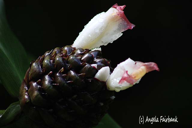 Hawaii Tropical Botanical Garden, Hilo, Hawaii, copyright Angela Fairbank