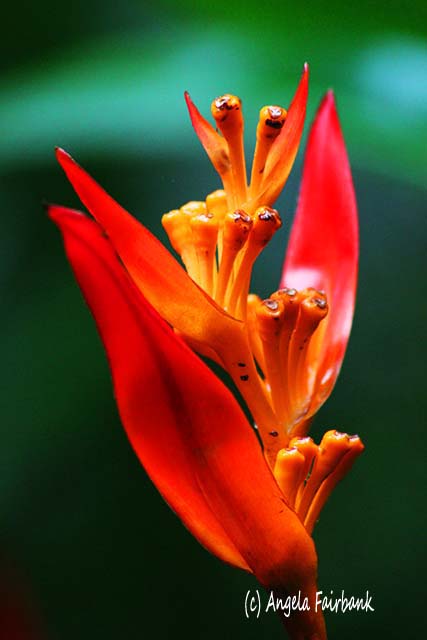 Hawaii Tropical Botanical Garden, Hilo, Hawaii, copyright Angela Fairbank