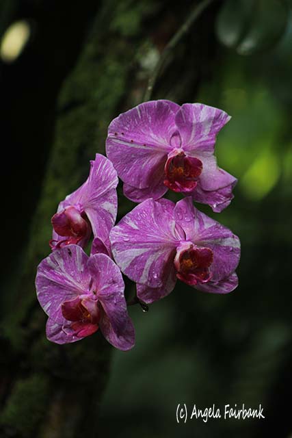 Hawaii Tropical Botanical Garden, Hilo, Hawaii, copyright Angela Fairbank