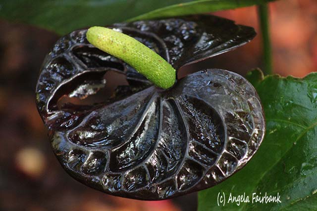 Hawaii Tropical Botanical Garden, Hilo, Hawaii, copyright Angela Fairbank