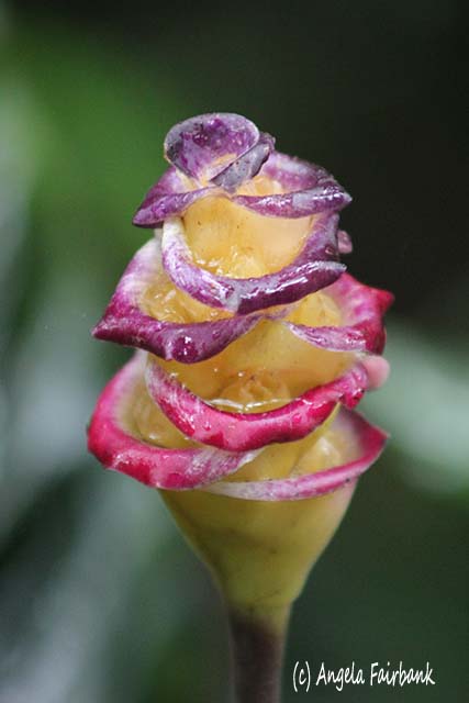 Hawaii Tropical Botanical Garden, Hilo, Hawaii, copyright Angela Fairbank