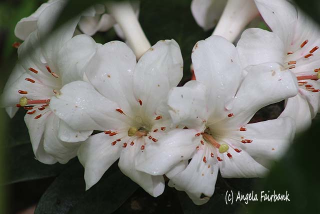 Hawaii Tropical Botanical Garden, Hilo, Hawaii, copyright Angela Fairbank