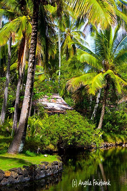 Coco Palm Resort, Kauai, Hawaii, copyright Angela Fairbank