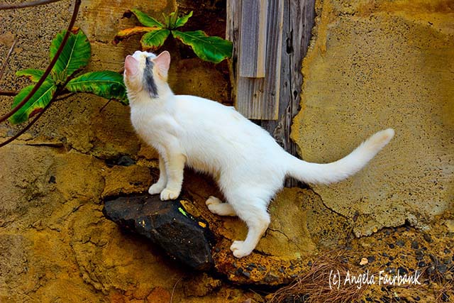 White cat, Moloa'a Bay, Kauai, Hawaii, copyright Angela Fairbank