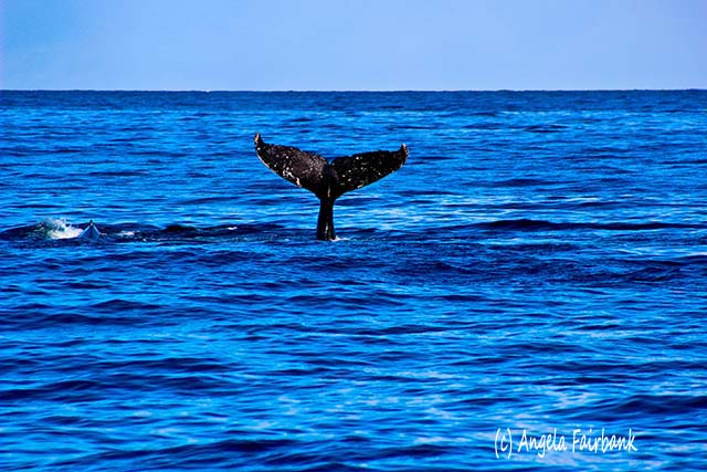 Whale tail, Maui, Hawaii, copyright Angela Fairbank