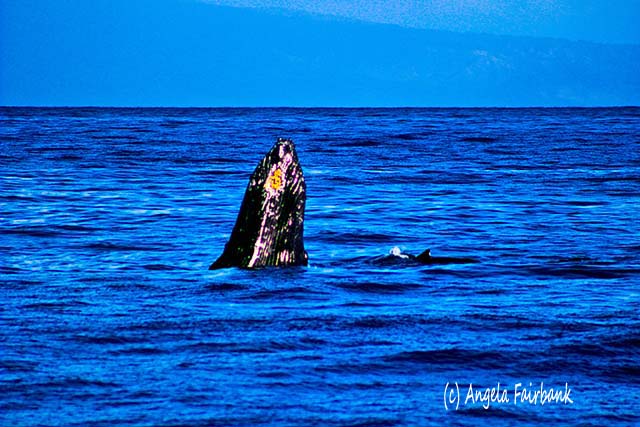 Whale  head, Maui, Hawaii, copyright Angela Fairbank