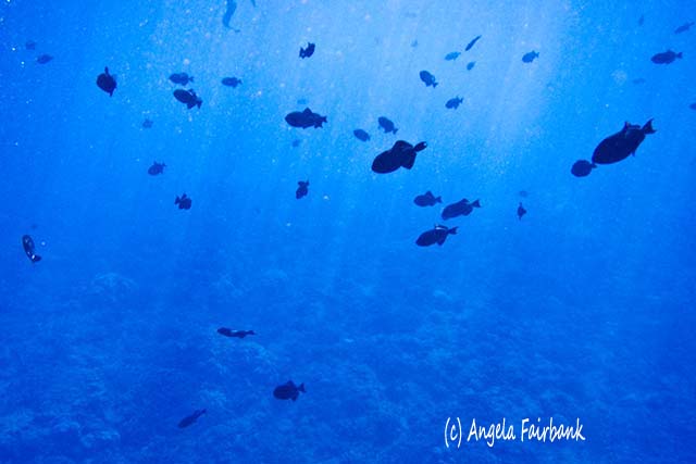 Black fish underwater, Maui, Hawaii, copyright Angela Fairbank